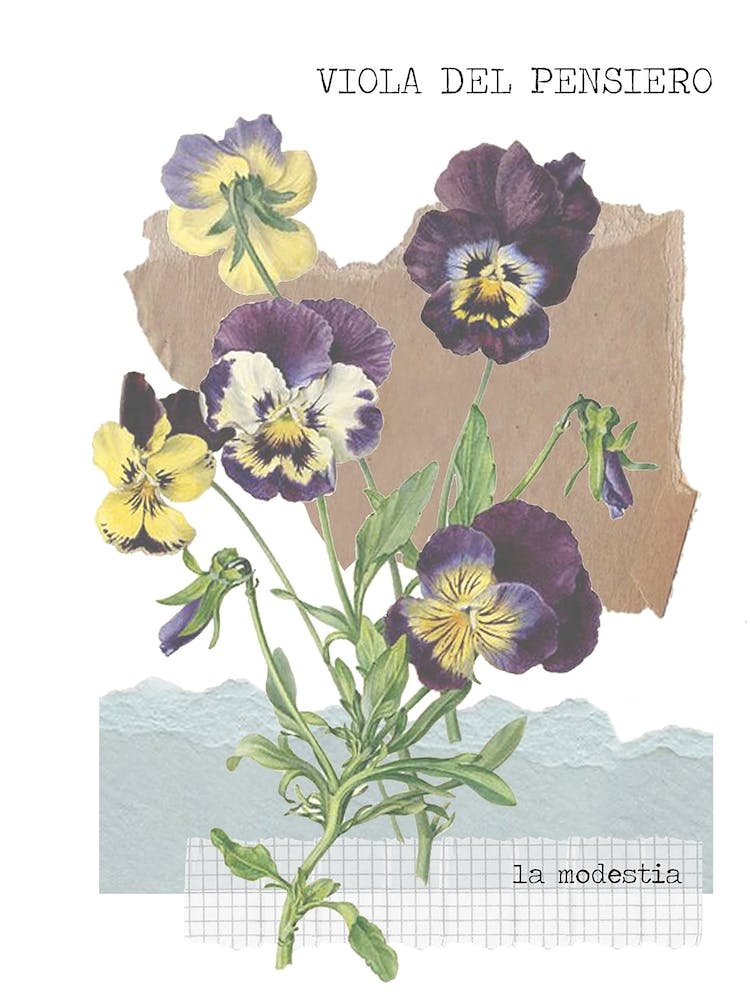 Viola Del Pensiero