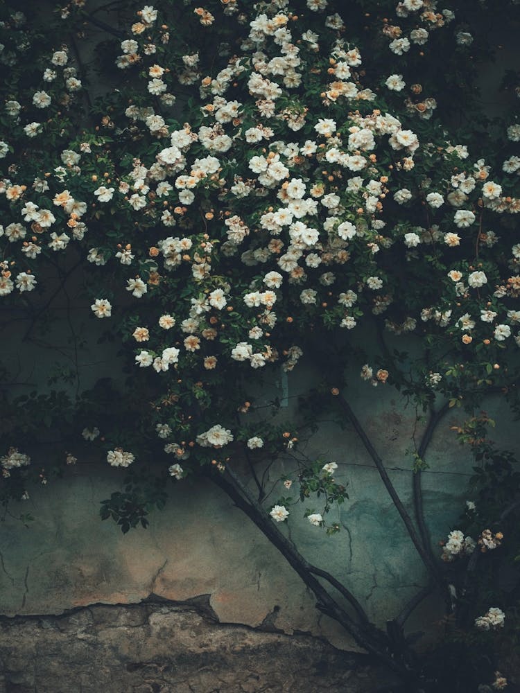 Roses On A Wall