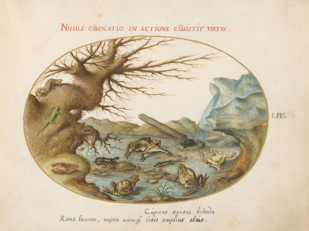Animalia Qvadrvpedia et Reptilia (ca. 1575-1580), Joris Hoefnagel (2) 3