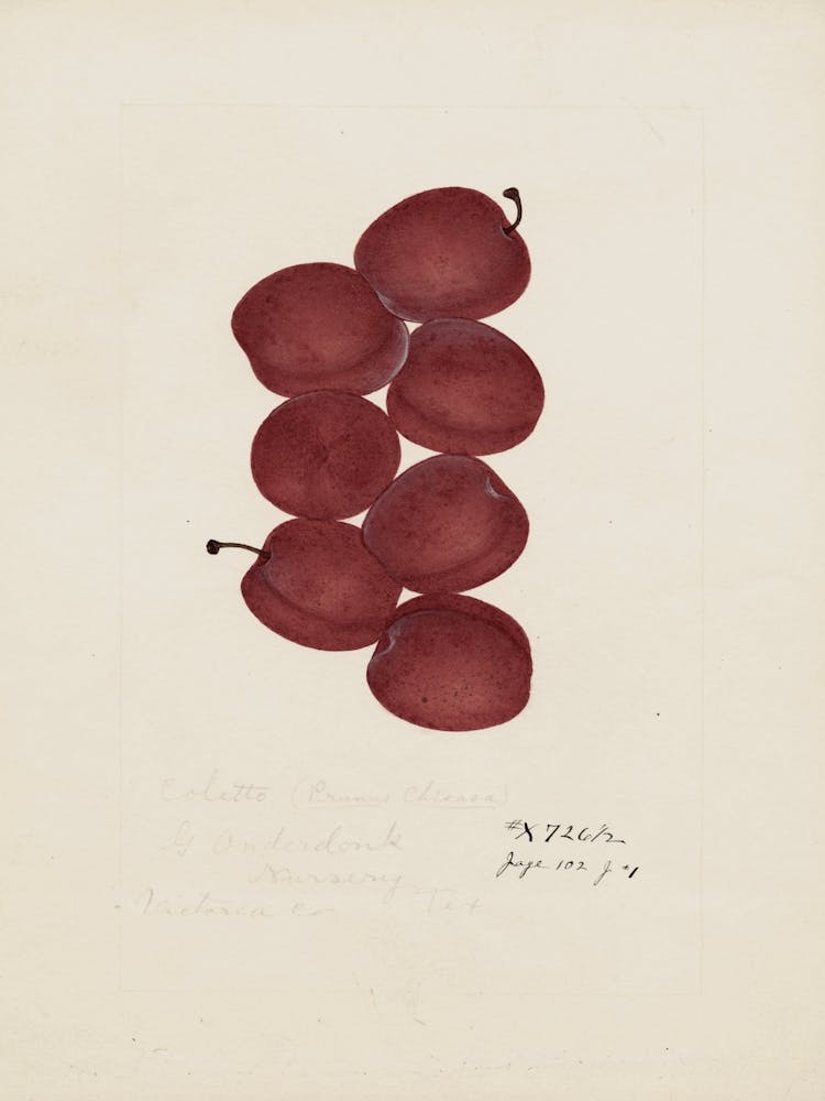 Red Grapes