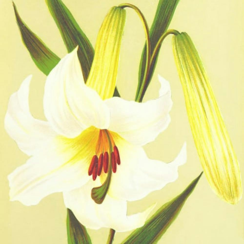 Lily Of The Valley 1