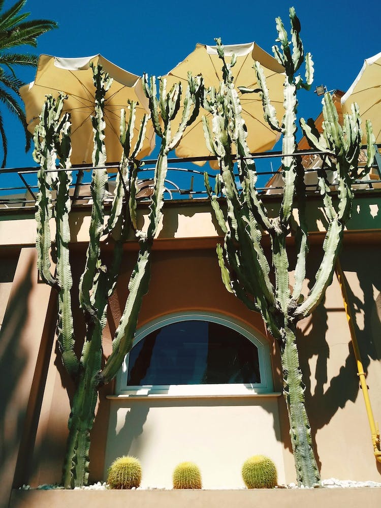 Sun, Yellow Umbrella And Cactus
