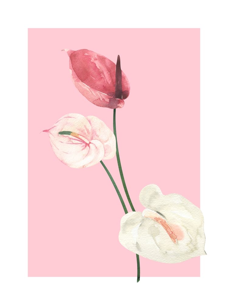 Pink Lilies