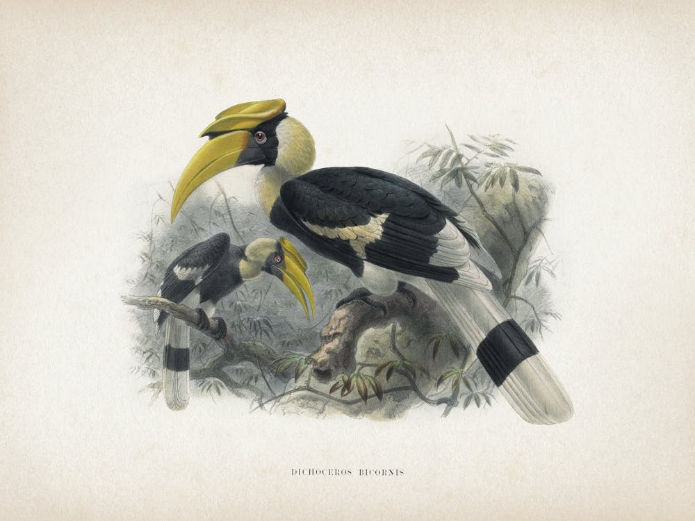 Vintage Keulemans 2 Dichoceros Bicornis