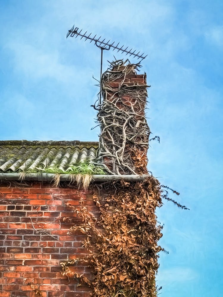 Ivy Covered Chimney