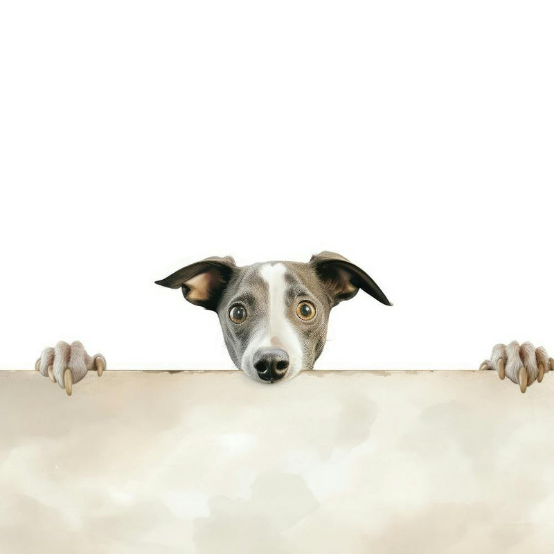 Greyhound Dog Peeking Over A Sign