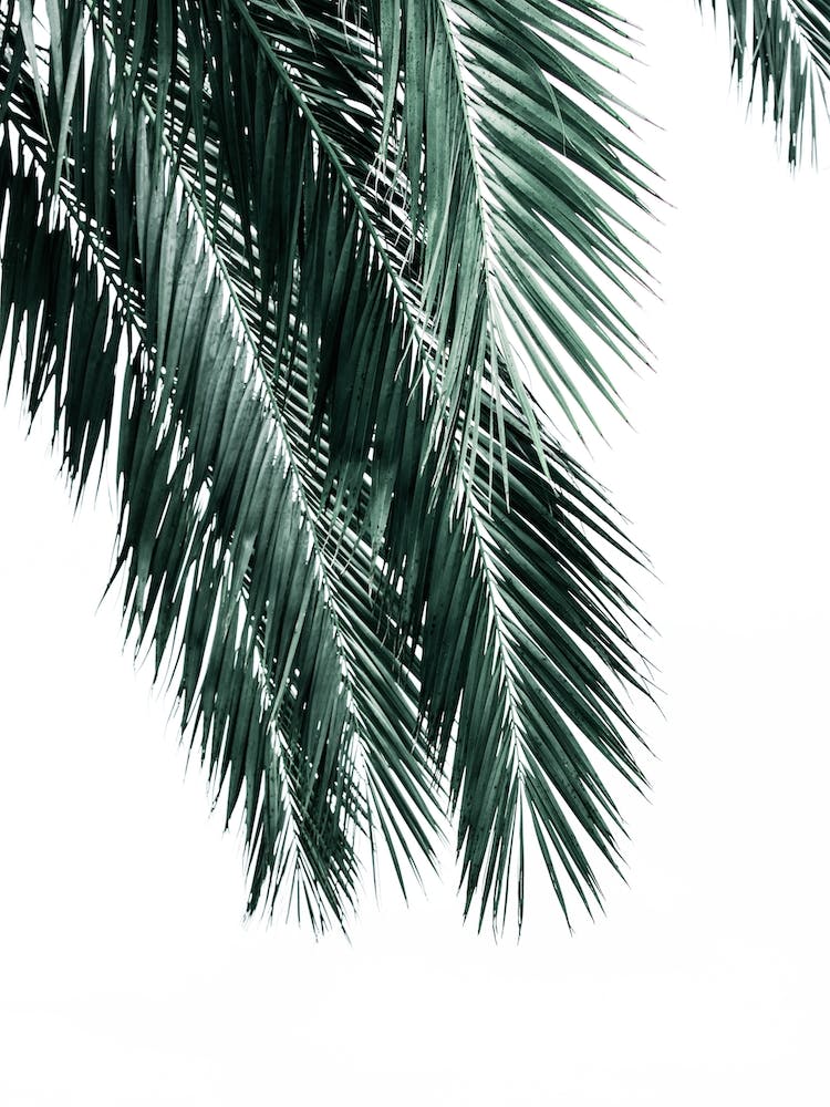 Palmenblätter auf weißem Hintergrund