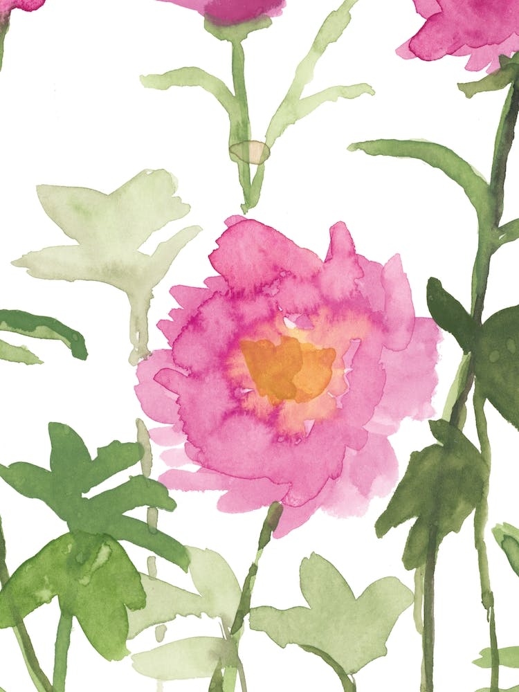 Garden Peonies Part 2