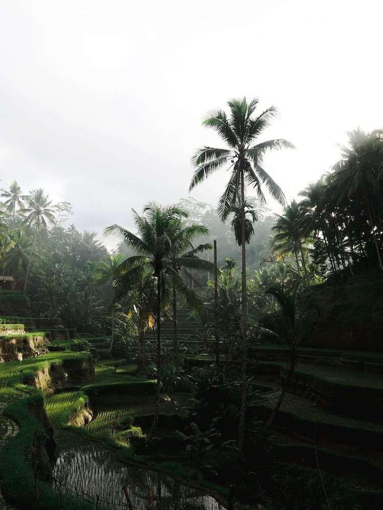 Early Morning Rice Terrace Ubud Bali