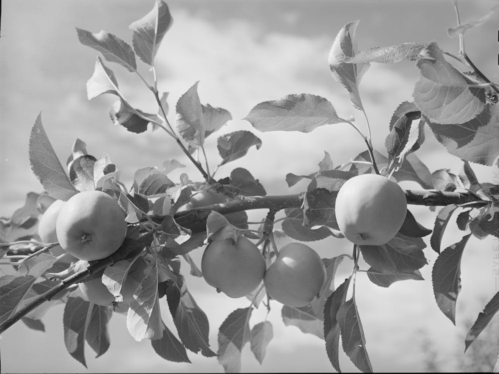 Apples Are One Of The Main Fruit Crops Along The Rio Pueblo At Dixon, New Mexico By Russell Lee
