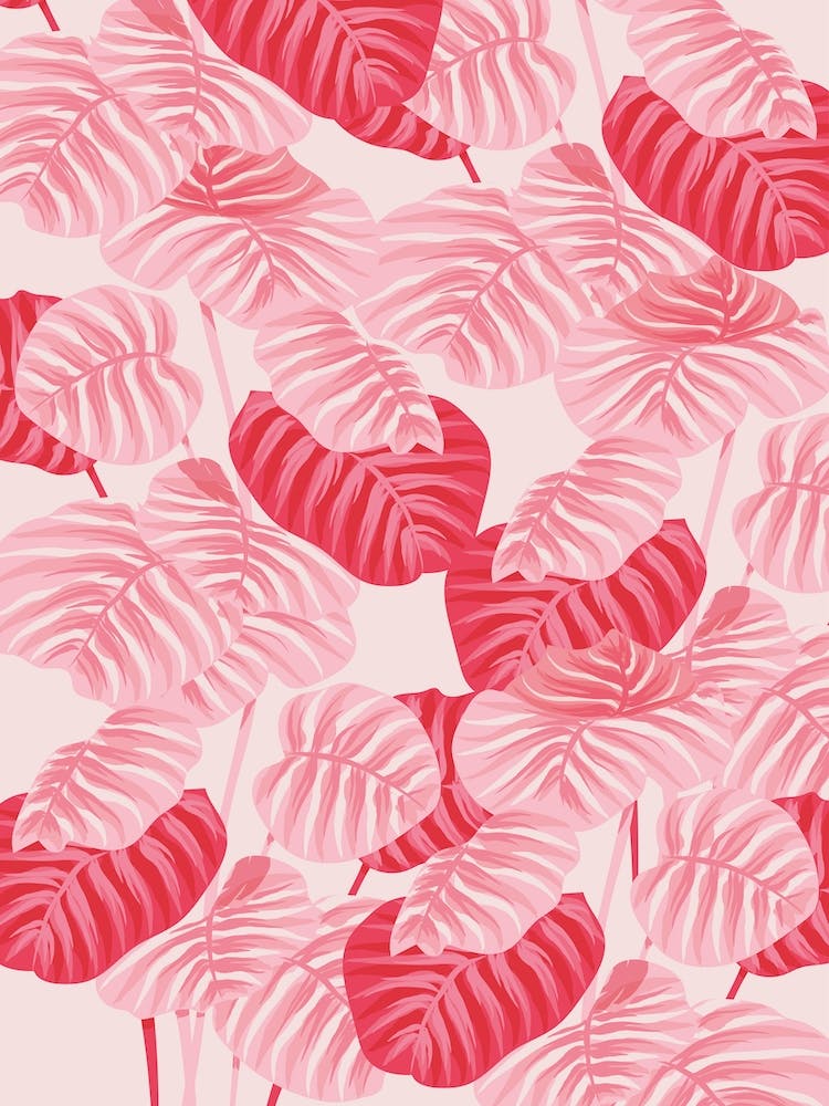 Calathea