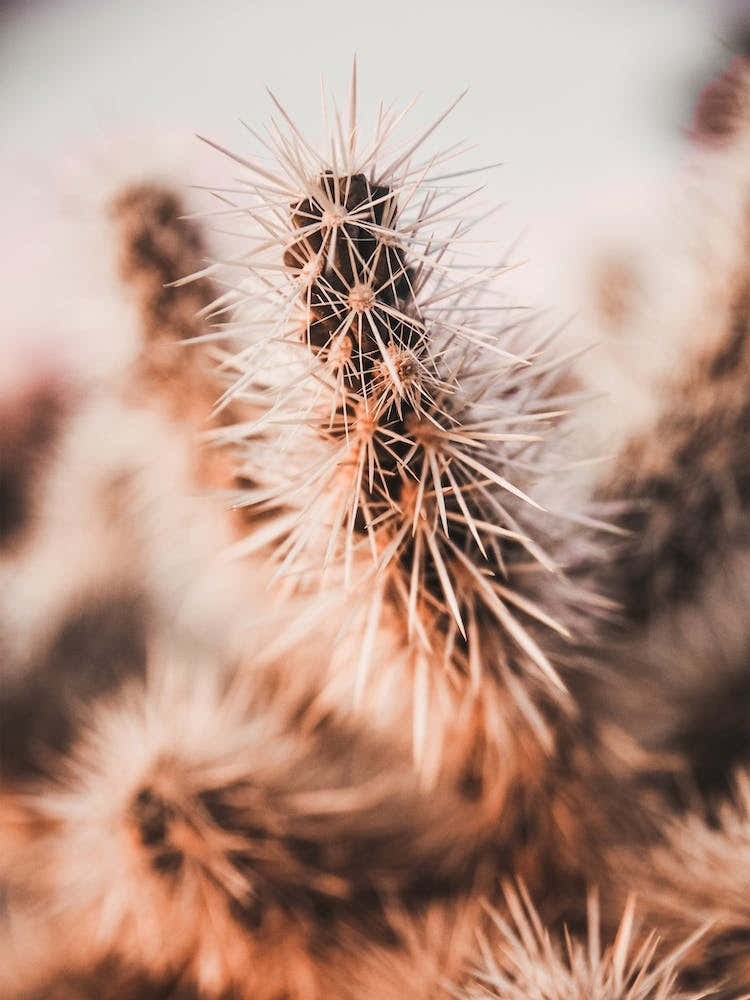 Spikey Cactus Sunset