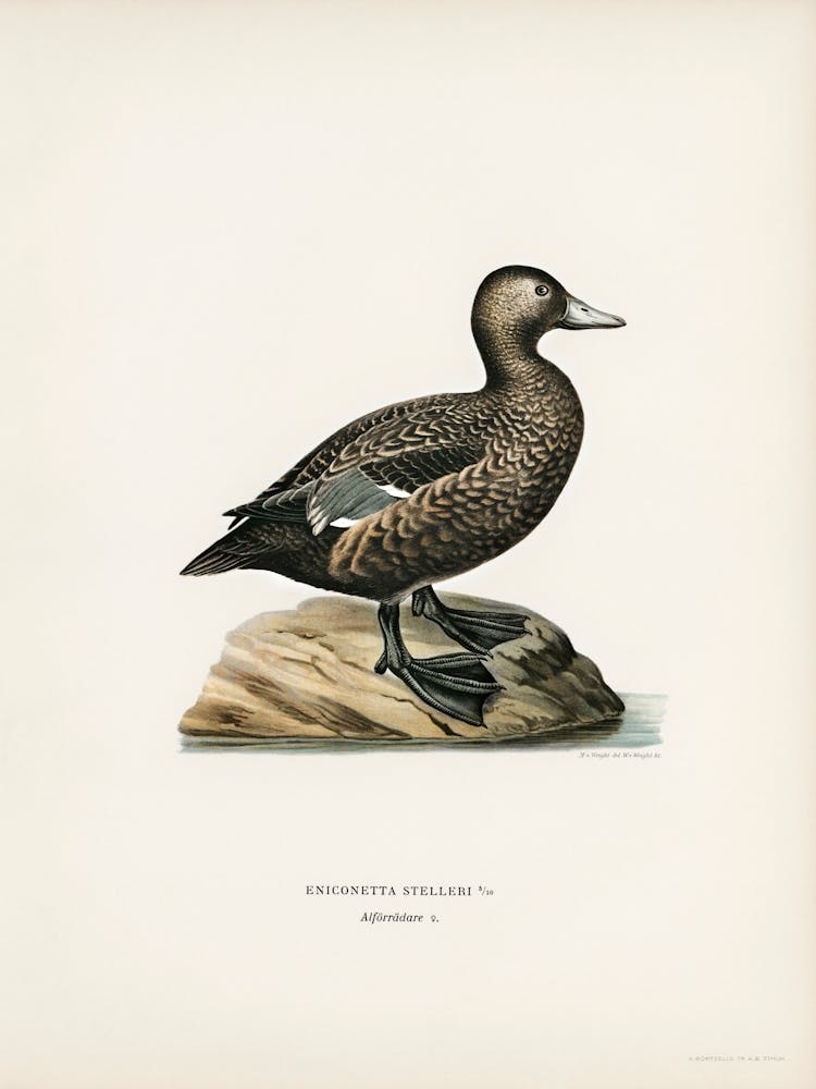 Eniconetta Stelleri, The Von Wright Brothers