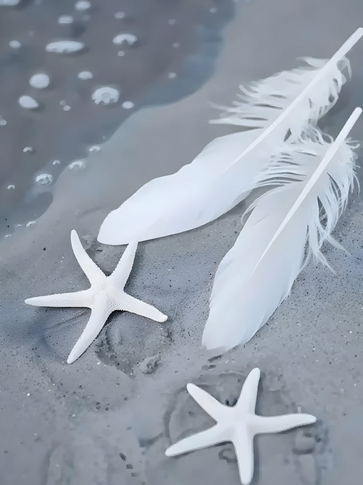 Starfish And Feathers