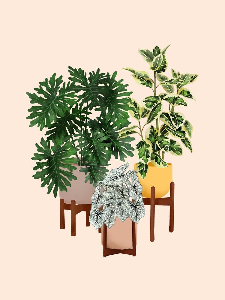 House Plants 16