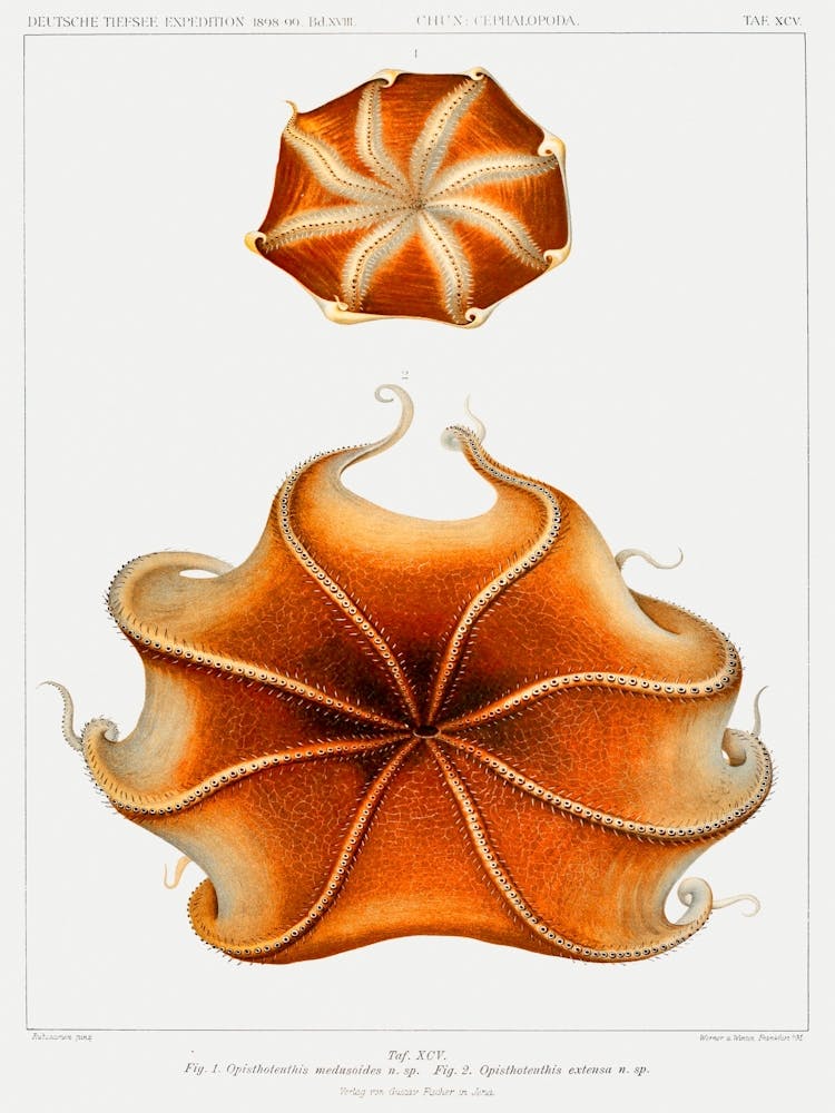Starfish