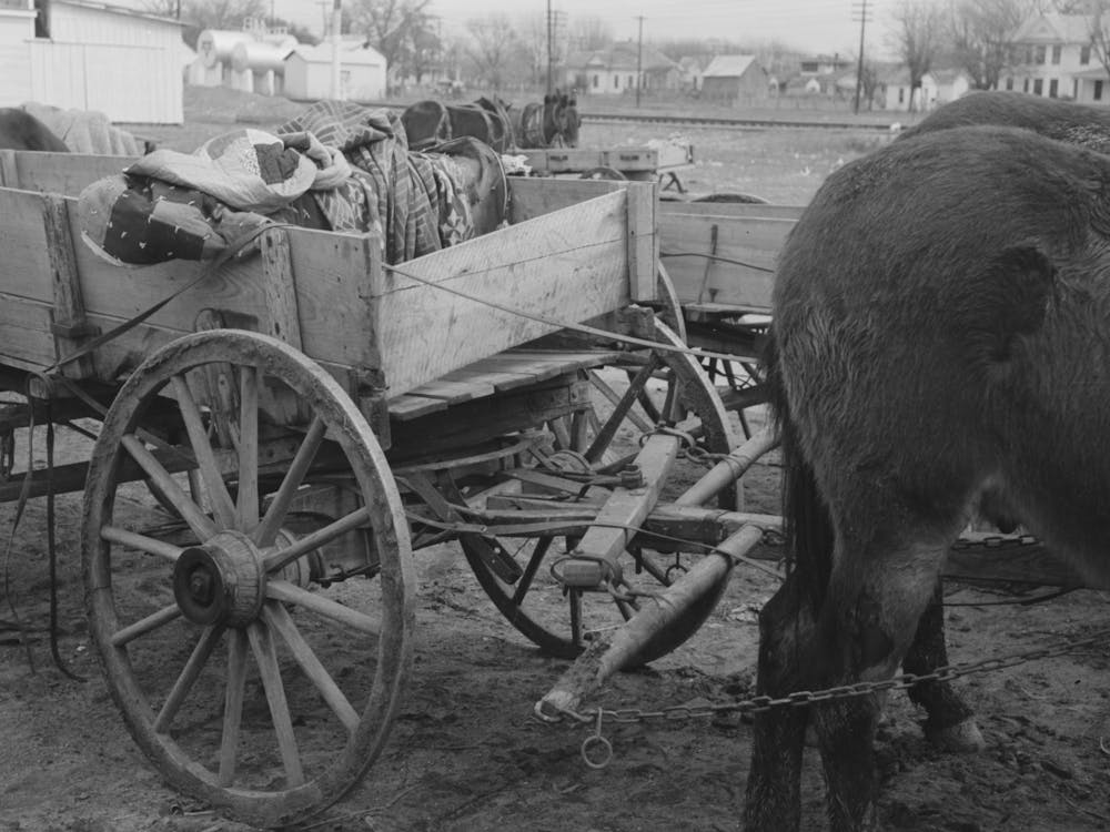 Detail Of Mule Hitched To A Muddy Wagon, Eufaula, Oklahoma By Russell Lee