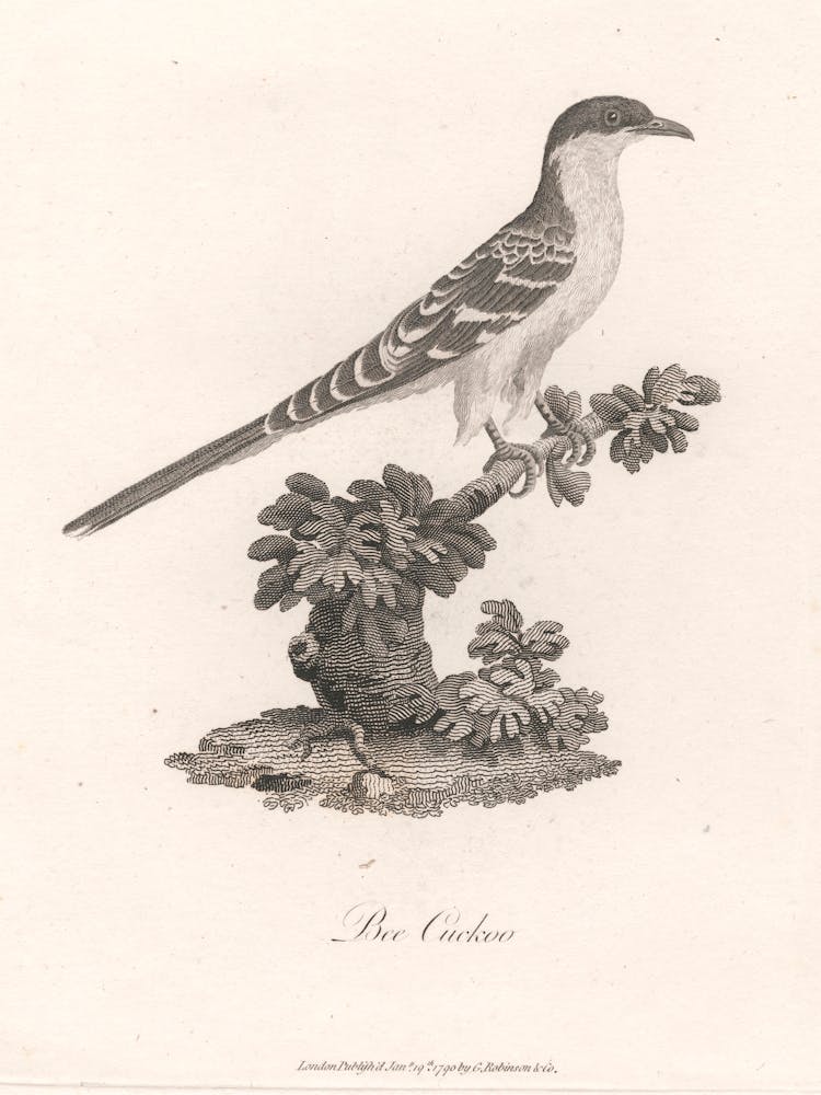 Bee Cuckoo, James Heath