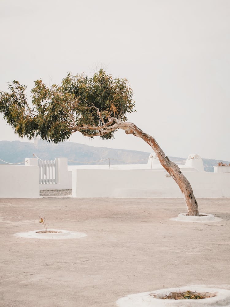 Santorini Villa Tree