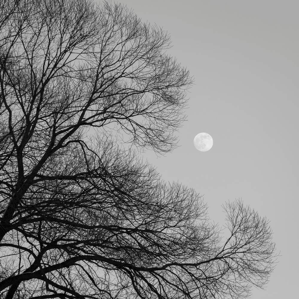 Full Moon Loves Winter Tree Black And White Square