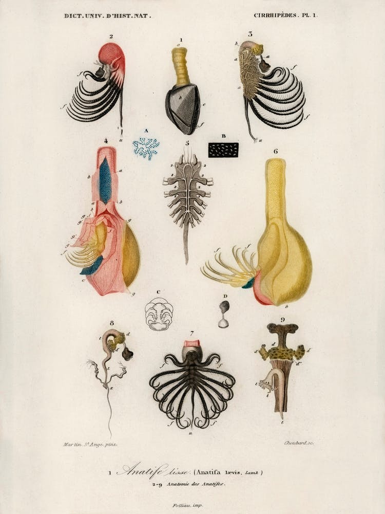 Anatifa Laevis, Charles Dessalines D'Orbigny