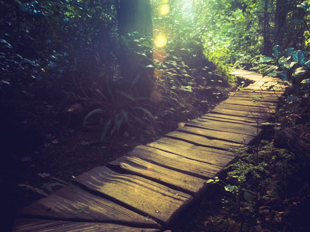 Olympic National Park Forest Dreams