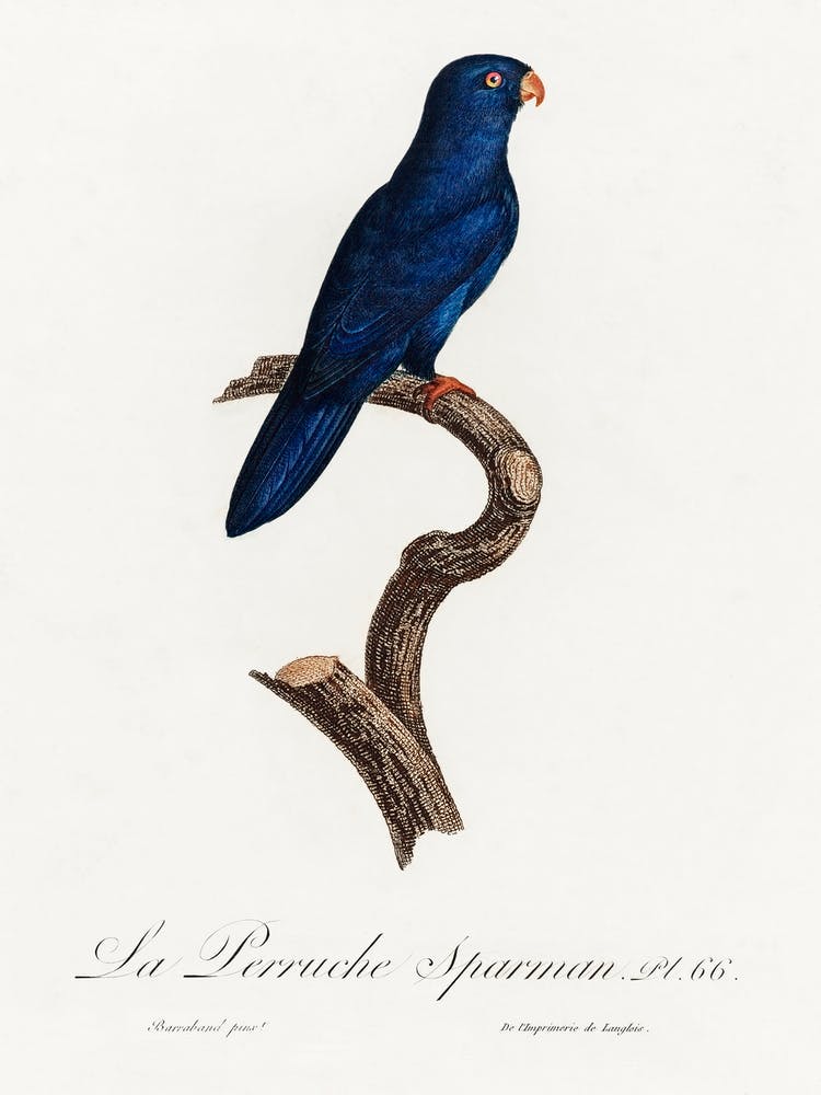 The Sparman Parakeet (Cyanoramphus Novaezelandiae) From Natural History Of Parrots, Francois Levaillant