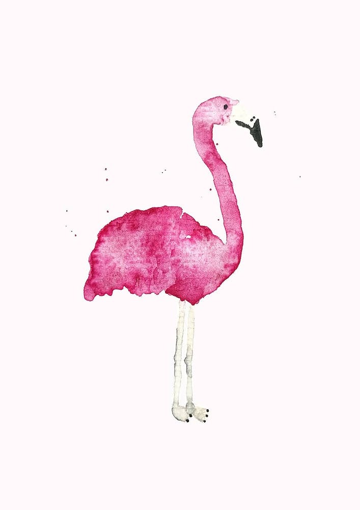 Flamingo
