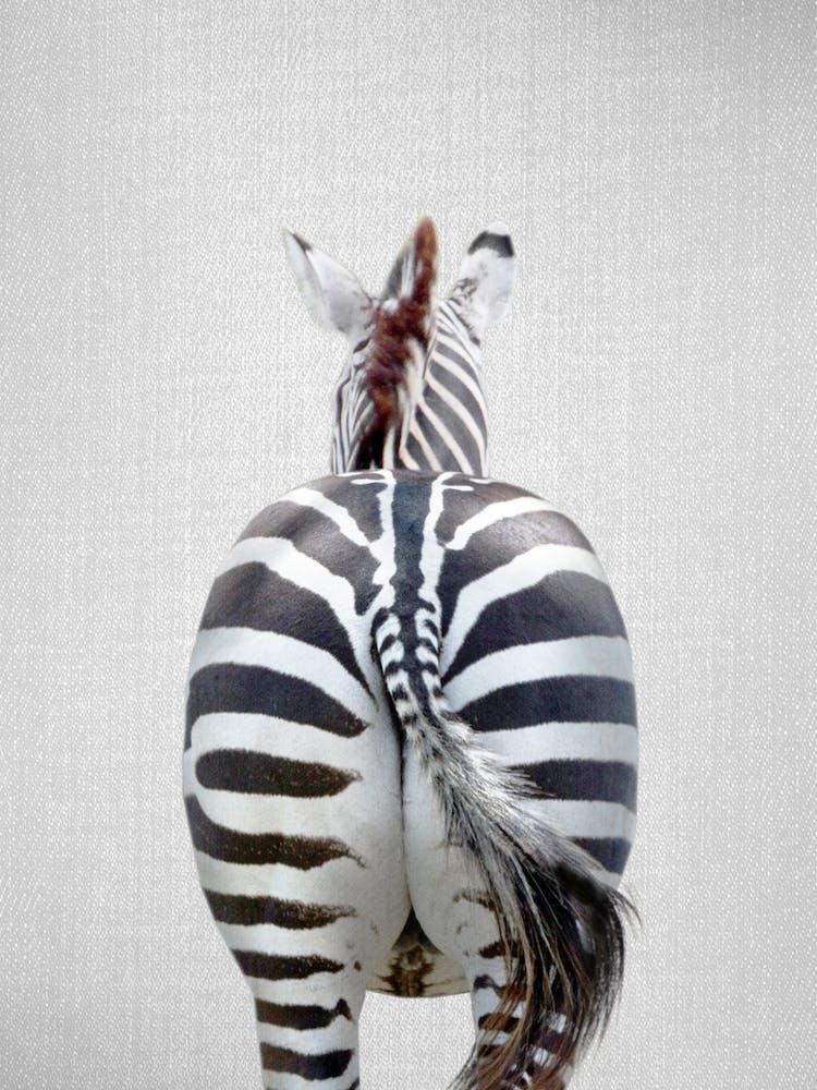 Zebra Tail