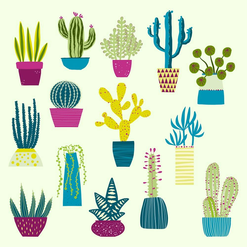 Cactus Succulent Cacti House Plants