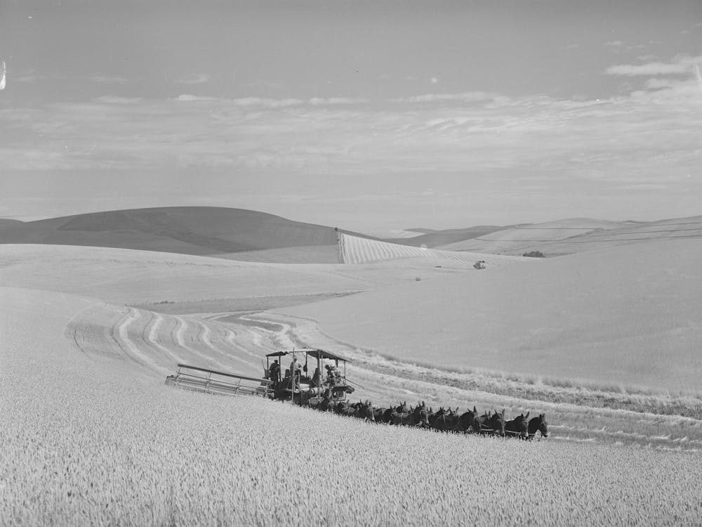 Mule Drawn Combine In Wheat Field In Walla Walla County, Washington, Dark Patches Of Land Are Summer Fallow By