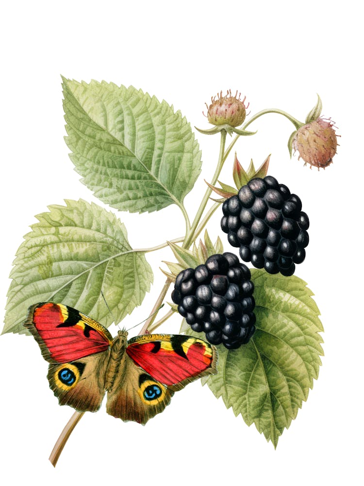 Blackberry And Butterfly