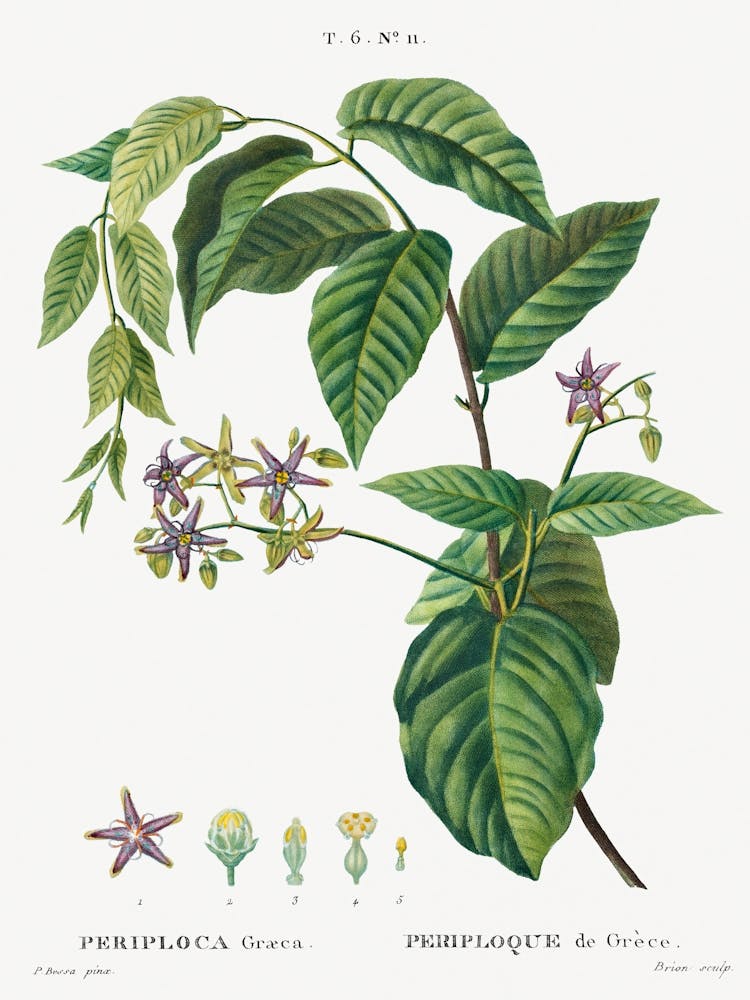 Silkvine, Periploca Graeca, Pierre Joseph Redoute