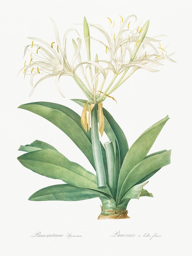 Pancratium Speciosum Illustration From Les Liliacées, Pierre Joseph Redouté