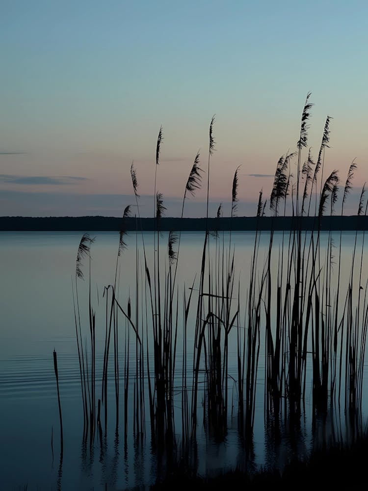 Reeds At Sunset