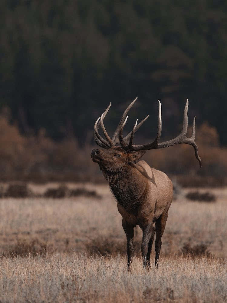 Western Bull Elk