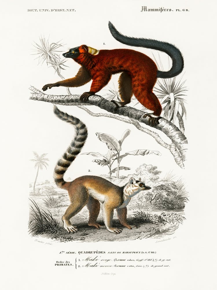 Lemur, Charles Dessalines D' Orbigny