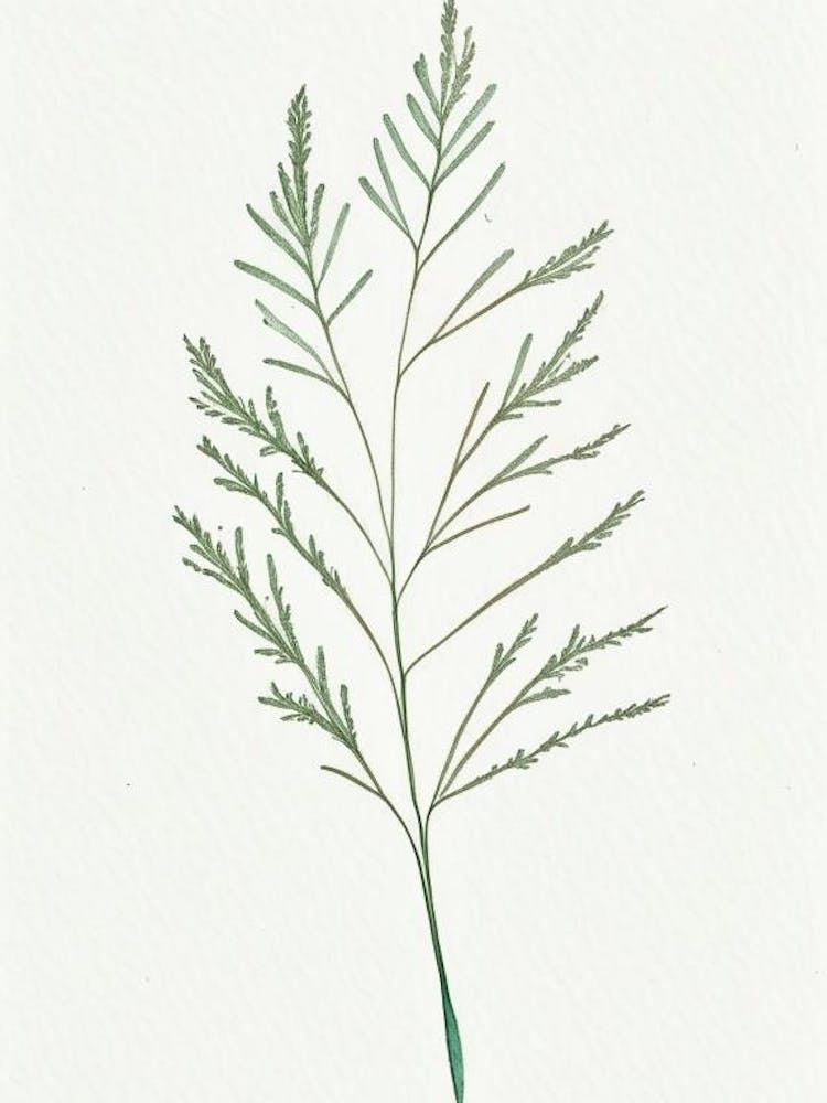 Caraway Leaf Minimalist Watercolour 1