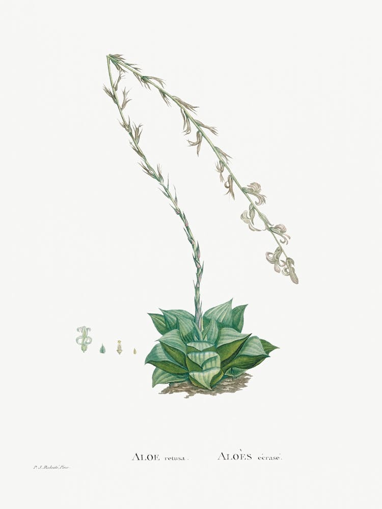 Aloe Retusa, Pierre Joseph Redoute