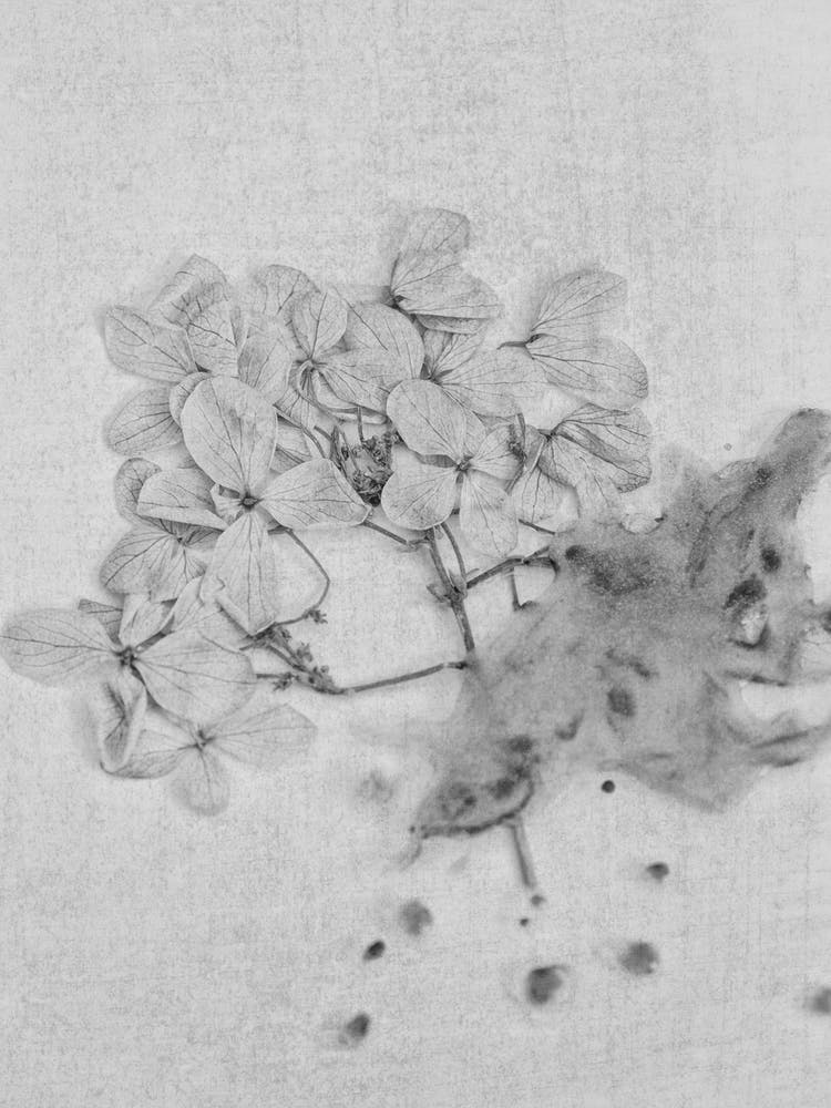 Monochrome Hydrangea