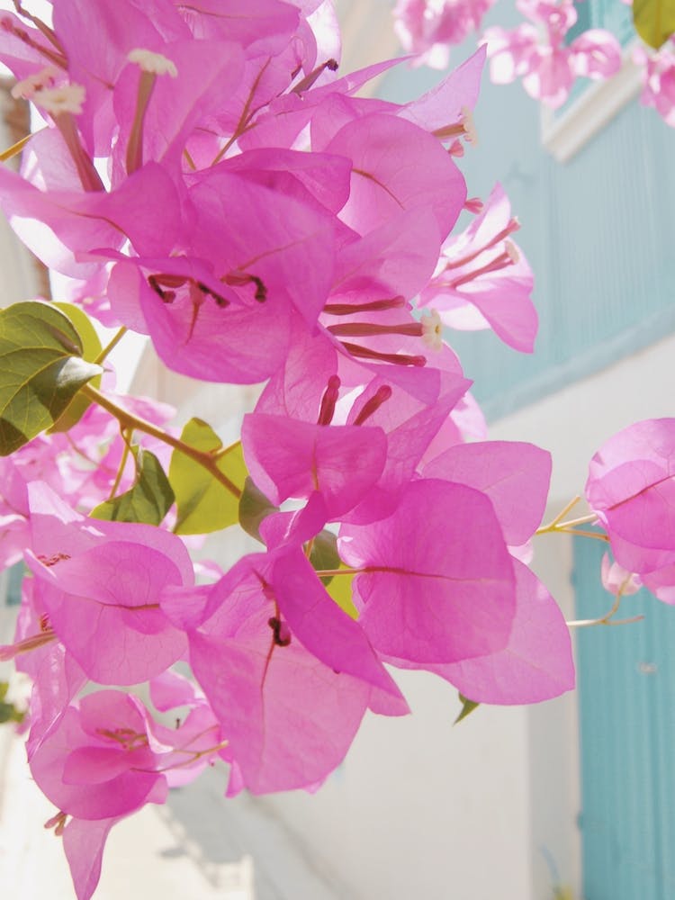 Bougainvillier