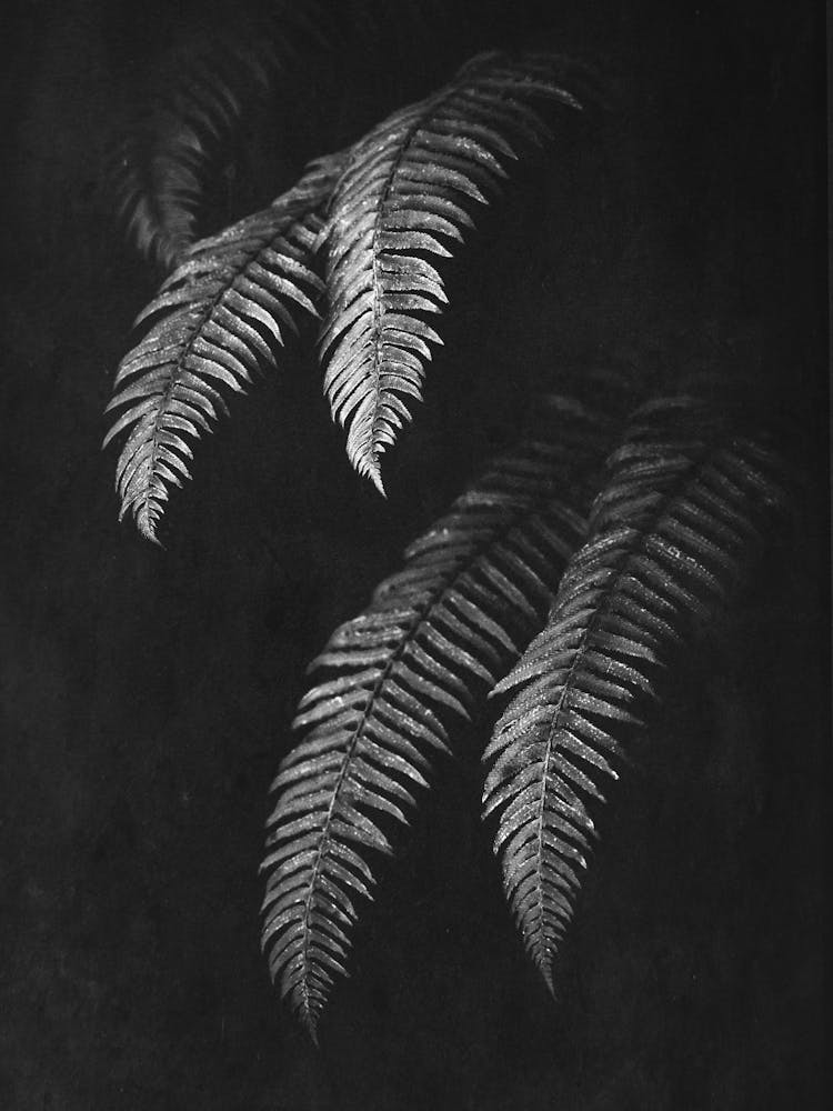 Fern Forest Leaves Black and White