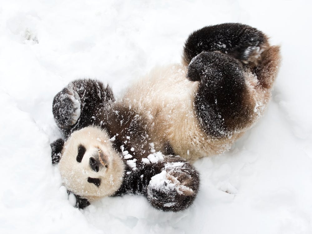 Giant Panda Playing In The Snow