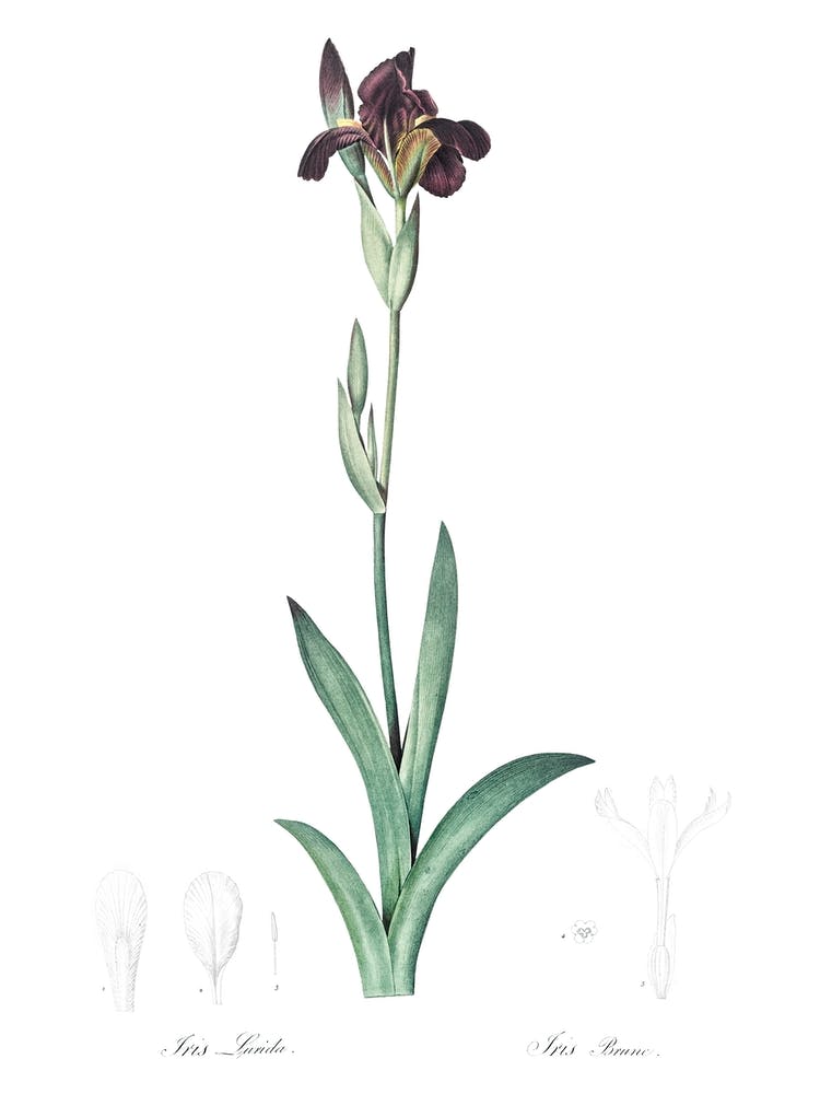 Dingy Flag Iris Illustration aus Les Liliacées (1805), Pierre Joseph Redoute