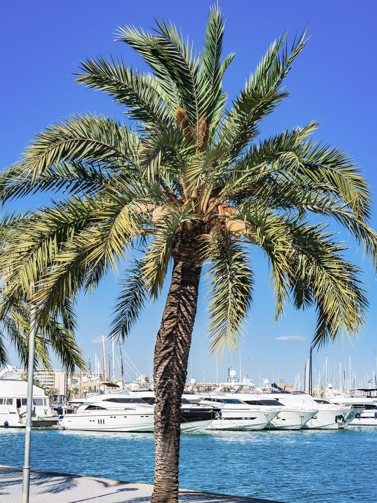 Palma de Mallorca Palm Tree In Front Of Marina