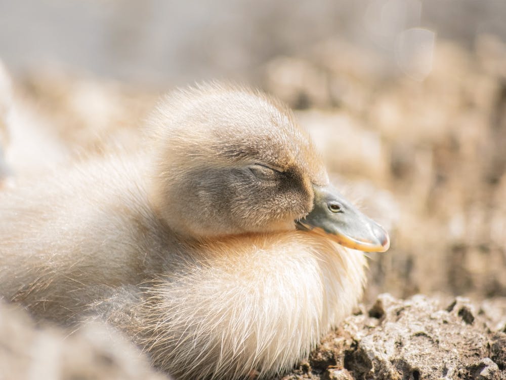Sleeping Baby Duck