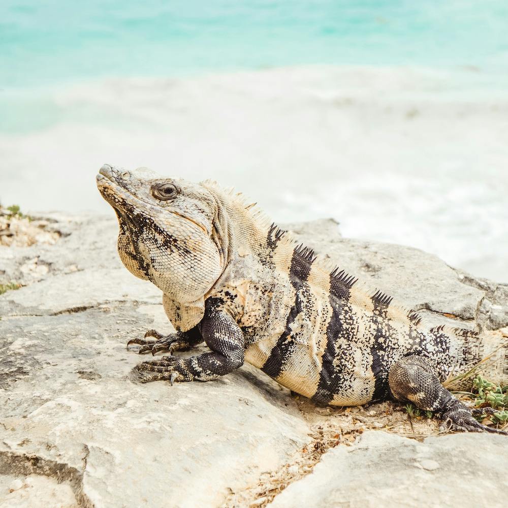 Tulum Iguana Square