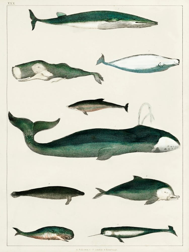 Collection Of Various Whales, Oliver Goldsmith