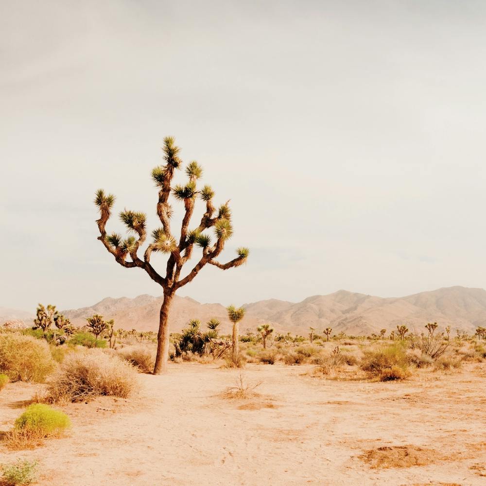 Lonely Joshua Tree