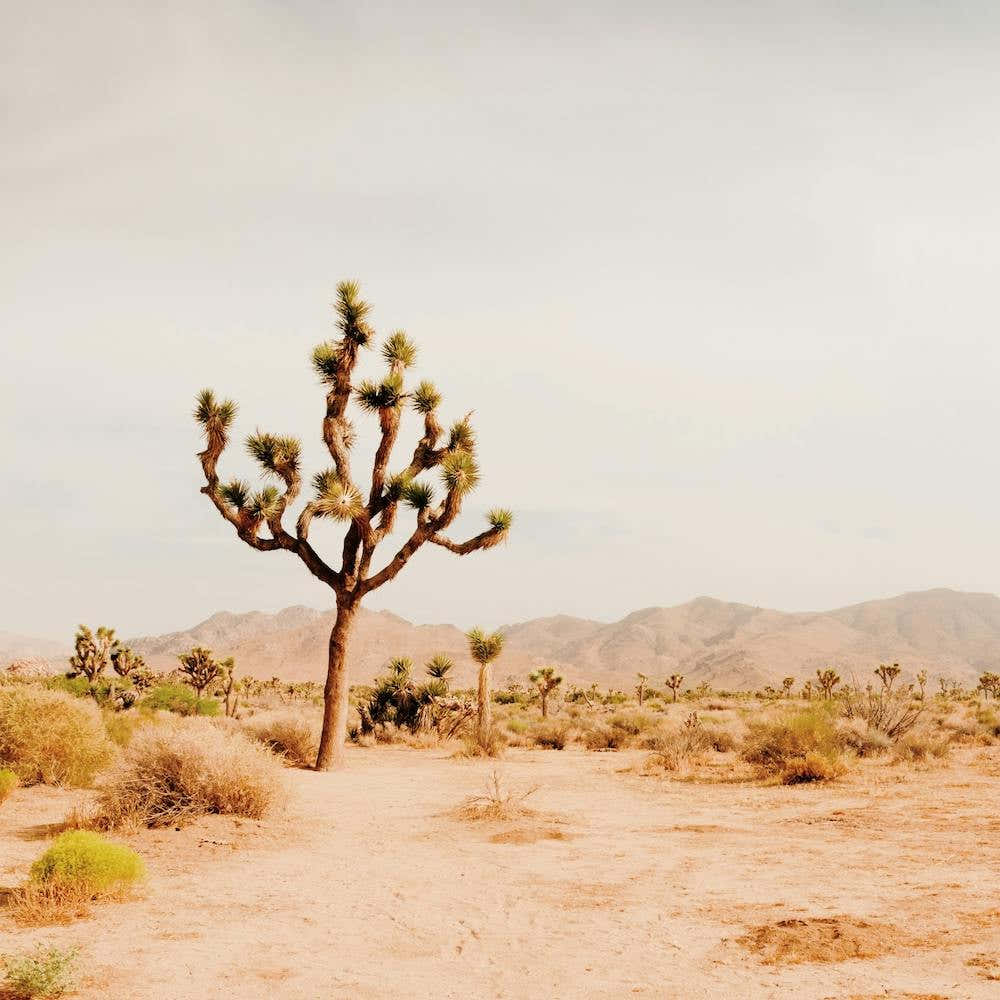 Lonely Joshua Tree
